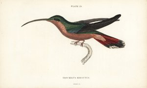Colibrì dalle zampe pelose, Glaucis hirsutus. Incisione a mano colorata da William Lizars dal libro di Sir William Jardine