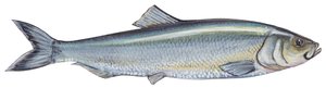 Aringa - Aringa atlantica (Clupea harengus)