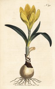 Raccolto - Narciso autunnale, Sternbergia lutea (Amarillide gialla, Amaryllis lutea) - Incisione a mano colorata dal Botanical Magazine di William Curtis, Londra da Unbekannter Künstler