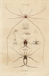 Opilioni, falene o ragni dalle lunghe zampe