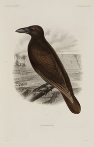 Corvo hawaiano da Unbekannter Künstler