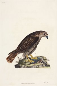 Falco da Unbekannter Künstler