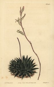 Haworthia pumila o Tulista pumila (Aloe arachnoides pumila) da Unbekannt