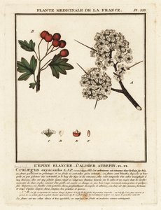 Biancospino, Crataegus rhipidophylla da Unbekannter Künstler