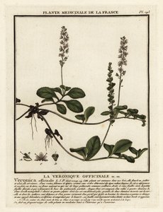 Veronica officinale, Veronica officinalis da Unbekannter Künstler