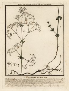 Galium mollugo da Unbekannter Künstler