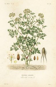 Oenanthe crocata, Oenanthe safranee da Unbekannt