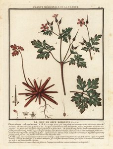 Geranio di San Roberto, Geranium robertianum da Unbekannter Künstler