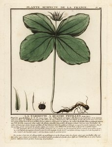 Erba-paris, Paris quadrifolia da Unbekannter Künstler