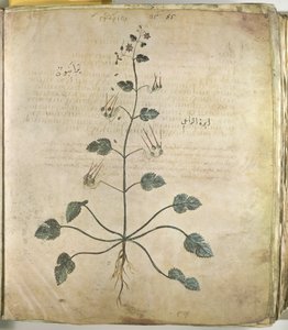 Erbe Geranio da Unbekannt
