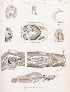 Heterobranchi, dettagli anatomici da Unbekannt