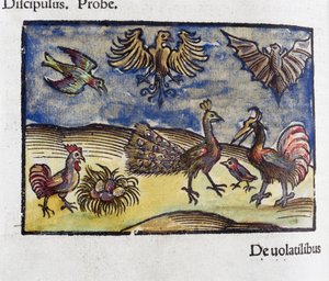 Histoire naturelle, zoologie 16e siècle: oiseaux et chauves-souris da Unbekannt
