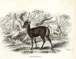 Cervo porcinus, Axis porcinus, in pericolo. Litografia colorata a mano di Gebhart dalla 