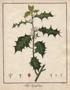 Agrifoglio (incisione colorata)