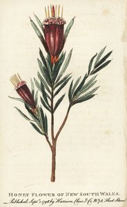 Fiore di miele del Nuovo Galles del Sud, Australia