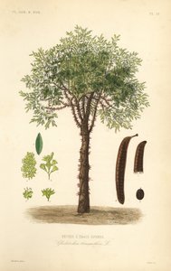 Gleditsia triacanthos, Gleditsia triacanthos