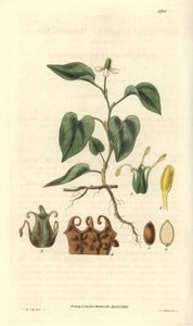 Houttuynia ha fiori bianchi, con dettagli di frutti, pistillo e stami. Varietà nativa dell