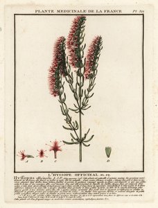 Hyssopus officinalis