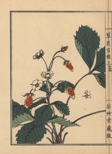 Ichigo o fragola, Fragaria ananassa. Incisione a mano colorata su blocco di legno di Kono Bairei dal libro Kusa Bana Hyakushu (Cento varietà di fiori), Tokyo, Yamada da Unbekannter Künstler
