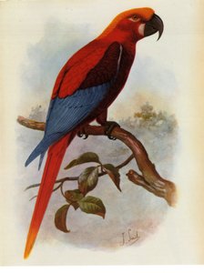 Illustrazione di Ara grossei, Pappagallo giamaicano da Unbekannt