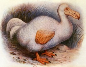 Illustrazione/Didus solitarius/Dodo bianco della Riunione/Solitario da Unbekannt