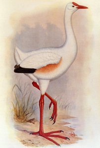 Illustrazione/Leguatia gigantea/Gigante di Leguat da Unbekannt