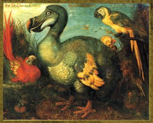 Illustrazione/Raphus cucullatus/Dodo di Mauritius/Dronte