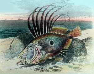 Illustrazione di un pesce San Pietro (Zeus faber) da Unbekannter Künstler