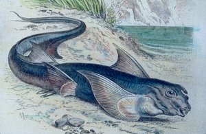 Illustrazione di una chimera (Hydrolagus colliei)