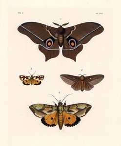 Imbrasia epimethea (Saturnia epimethea) 1, falena rosa-striata, Anisota virginiensis (Dryocampa virginiensis) 2, Crameria aegocera (Aegocera amabilis) 3, e Eudocima materna (Triphaena materna) 4. Litografia a mano colorata da John O. Westwood