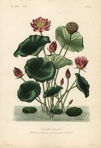 Loto indiano, Nelumbo nucifera da Unbekannt