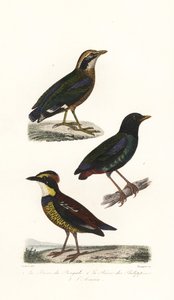 Pitta indiana, pitta incappucciata e pitta fasciata di Giava