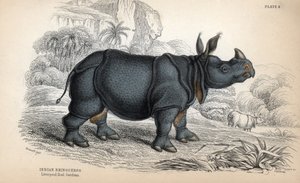 Rinoceronte indiano (Rhinoceros unicornis o indicus), specie in pericolo. Incisione su rame di William Lizars, basata su un disegno di James Stewart, pubblicata nella Naturalist Library: mammiferi, pachidermi e quadrupedi con pelle fine, a cura di W. H. Li da Unbekannter Künstler