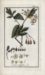 Sassofrasso albidum. Litografia da 