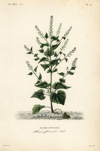 Alliaria, Alliaria petiolata