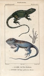 Jacky lashtail, Port Jackson agame, Amphibolurus muricatus, e Cape dwarf gecko, Cape anolis, Lygodactylus capensis. Incisione a mano colorata da Jussieu