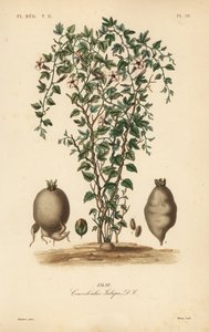 Jalap, Ipomoea jalapa da Unbekannt