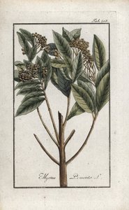 Pepe della Giamaica. Litografia da 
