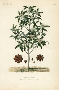 Illicium anisatum