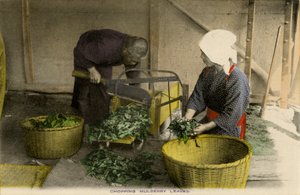 Lavoratori giapponesi che tagliano foglie di gelso