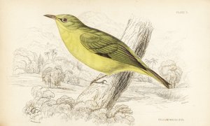 Occhio bianco di Giava, Zosterops flavus
