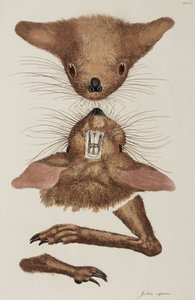 Jerboa da Unbekannter Künstler