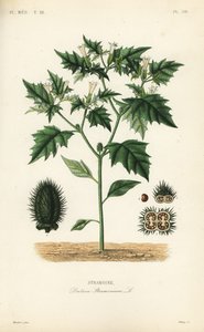 Stramonio da Unbekannt
