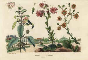 Pianta di Giuseppina, Josephinia imperatricis 1 e piante grasse, specie Crassula 2,3 da Unbekannt