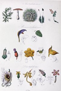 Metodo di Jussieu, c.1850