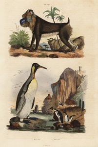 Pinguino reale, Aptenodytes patagonicus 1, e mandrillo, Mandrillus sphinx, vulnerabile, 2 da Unbekannt