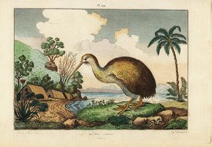 Uccello kiwi, Apteryx australis