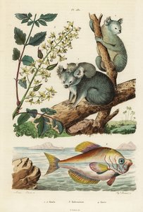 Koala, Phascolarctos cinereus 1,2, albero della vernice, Koelreuteria paniculata 3, e pesce gobbo indiano, Kurtus indicus 4 da Unbekannt