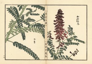 Kouka o kujin, Sophora flavescens. Radice usata nella medicina cinese come ku shen. Incisione a mano colorata su blocco di legno di Kono Bairei dal libro Kusa Bana Hyakushu (Cento varietà di fiori), Tokyo, Yamada da Unbekannter Künstler