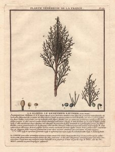 La Sabina, il ginepro savinier Juniperus fabina. Pianta velenosa, descrizione di un ramo maschile (centro) e femminile (sinistra), con dettagli del frutto in diversi stadi di maturità. Incisione a colori del XVIII secolo, in "Herbier de la France" (1780-17 da Unbekannter Künstler